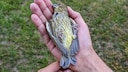 Mädchen hält einen toten Vogel in den Händen