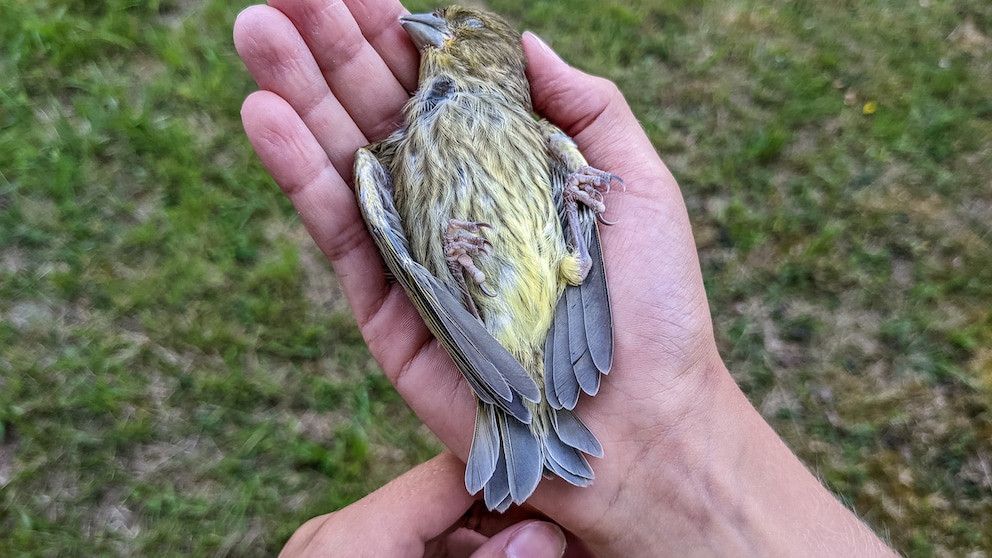 Mädchen hält einen toten Vogel in den Händen