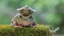 Schildkröte sitzt auf einem Frosch
