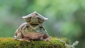 Schildkröte sitzt auf einem Frosch