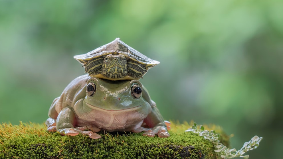 Schildkröte sitzt auf einem Frosch