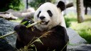 Panda kaut an Bambus