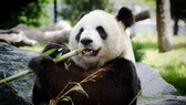 Panda kaut an Bambus