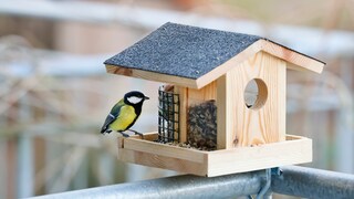 Ist es erlaubt Vögel auf dem eigenen Balkon zu füttern? PETBOOK hat bei Experten nachgefragt.