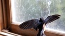 Vogel, der versucht, durch ein geschlossenes Fenster zu fl&uuml;chten