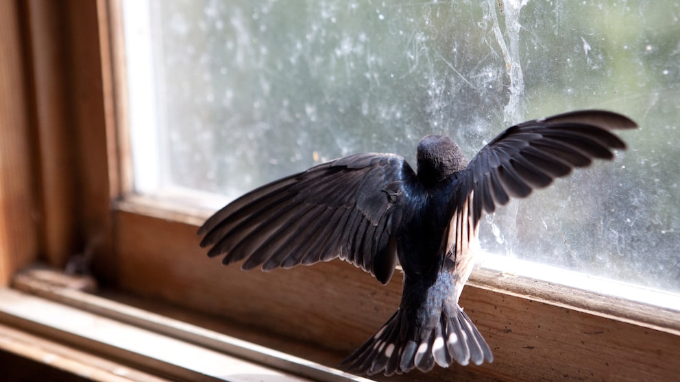 Vogel, der versucht, durch ein geschlossenes Fenster zu flüchten