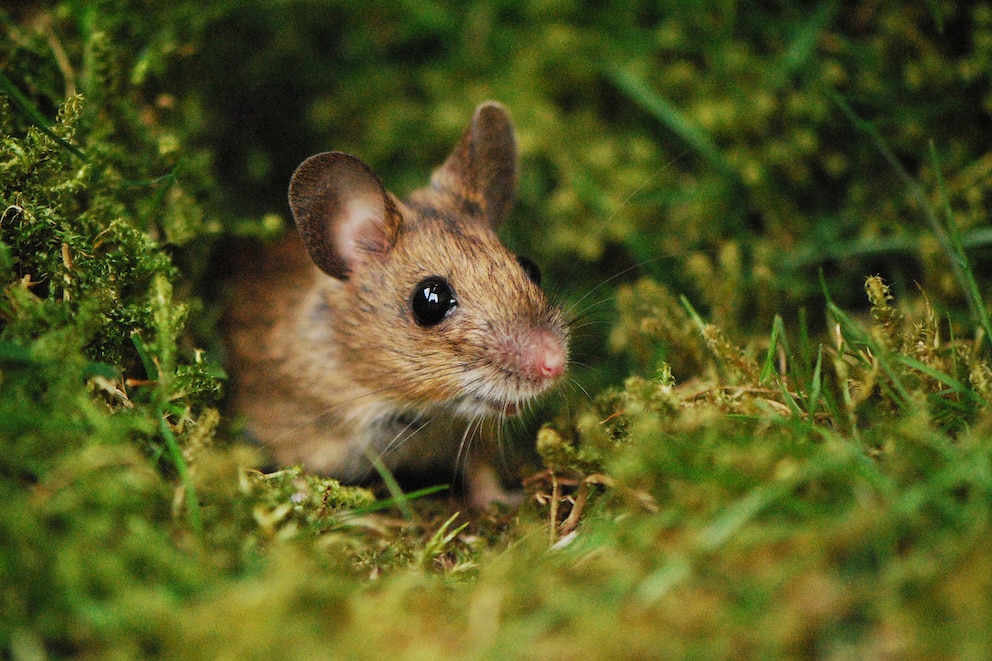 Waldmaus