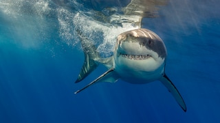 Ein Weißer Hai schwimmt dicht unter der Wasseroberfläche