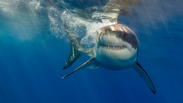 Ein Weißer Hai schwimmt dicht unter der Wasseroberfläche