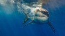 Ein Wei&szlig;er Hai schwimmt dicht unter der Wasseroberfl&auml;che