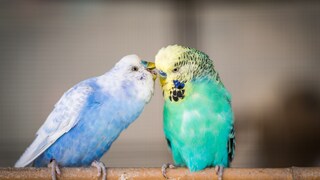 Zwei Wellensittiche auf einer Stange