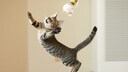 Katze springt nach einer Spielangel