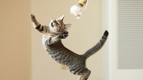 Wie Hoch Können Katzen Springen www.petbook.de
