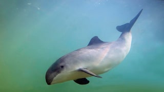 Gewöhnlicher Schweinswal (Phocoena phocoena) Unterwasser