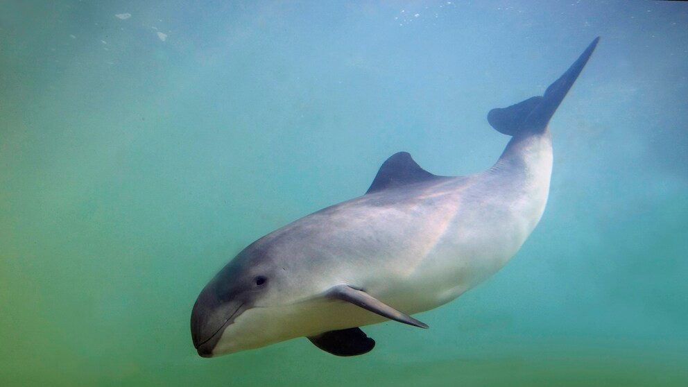 Gewöhnlicher Schweinswal (Phocoena phocoena) Unterwasser