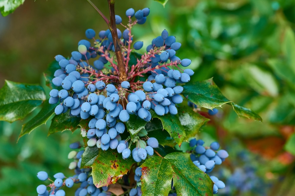 Beeren der Mahonie