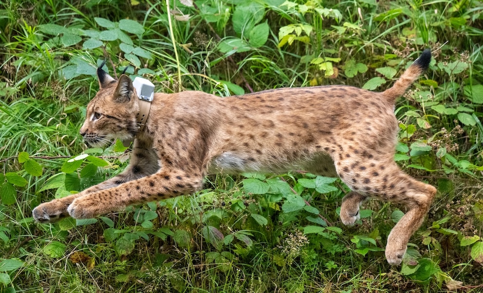 Das Luchsmännchen Anton sprintet bei seiner Auswilderung im Forst bei Eibenstock mit seinem GPS-Halsband in den Wald. Mit der Auswilderung des Karpatenluchs-Kuders wurde das Programm zur Wiederansiedlung des gefährdeten Beutegreifers für dieses Jahr erfolgreich abgeschlossen.