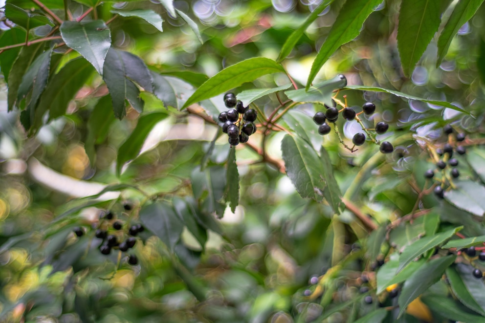 Früchte der Traubenkirche (Prunus Padus)