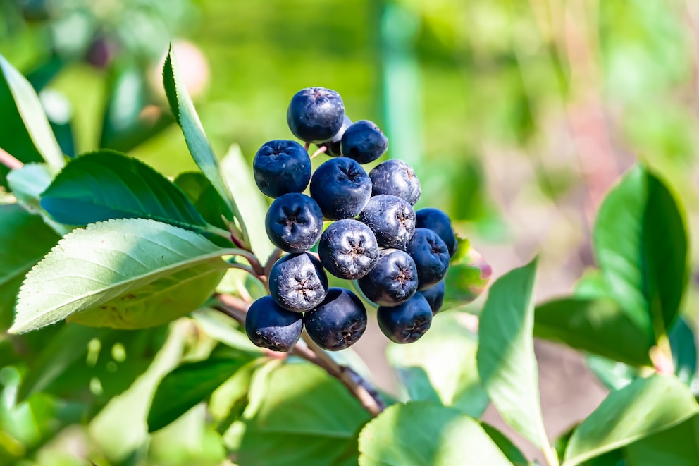 Aroniabeeren am Strauch