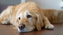 Bauchspeicheldrüsenentzündung Hund