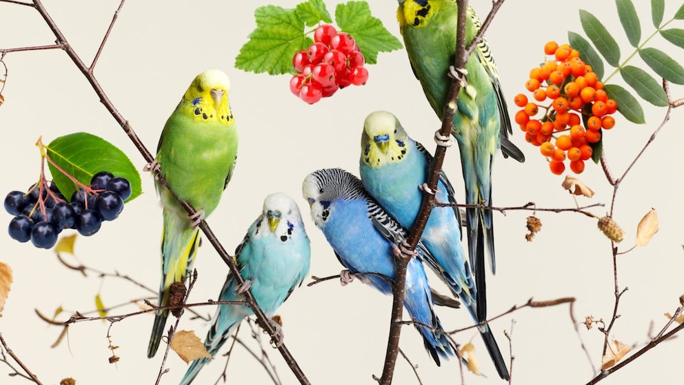 Beeren fr Ziervgel sammeln: Diese Sorten eignen sich - PETBOOK