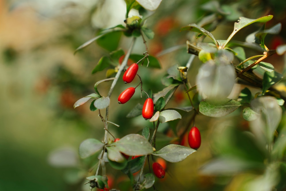 Beeren der Berberitze (Berberis vulgaris)