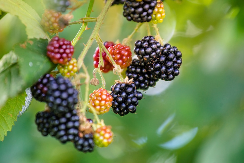 Früchte der Brombeere (Rubus fruticosus)