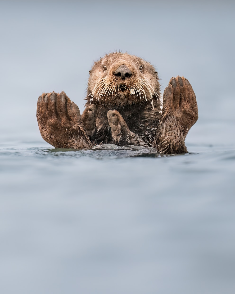 „Wie entspannt bist Du heute auf einer Skala von 1 bis Otter?“ Diese Frage dürfte sich Fotograf Charles Janson nach diesem Bild gestellt haben