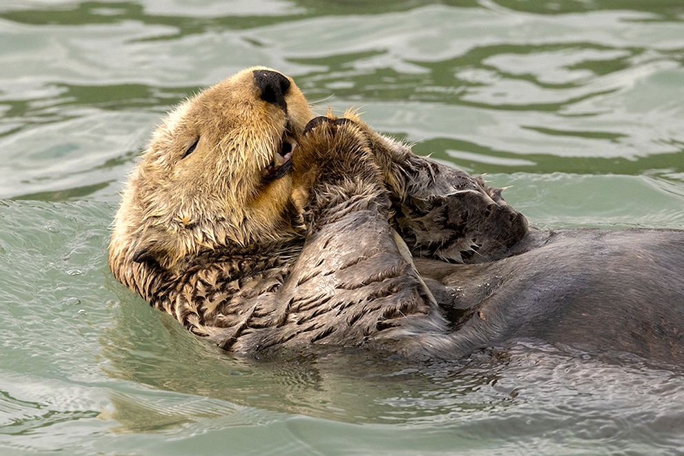 Fotografin Christine Haines hatte die seltene Gelegenheit einen Otter beim Beten zu beobachten