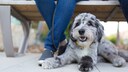 Ein Aussiedoodle Designer Dog liegt unter einer Bank
