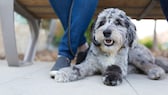 Ein Aussiedoodle Designer Dog liegt unter einer Bank