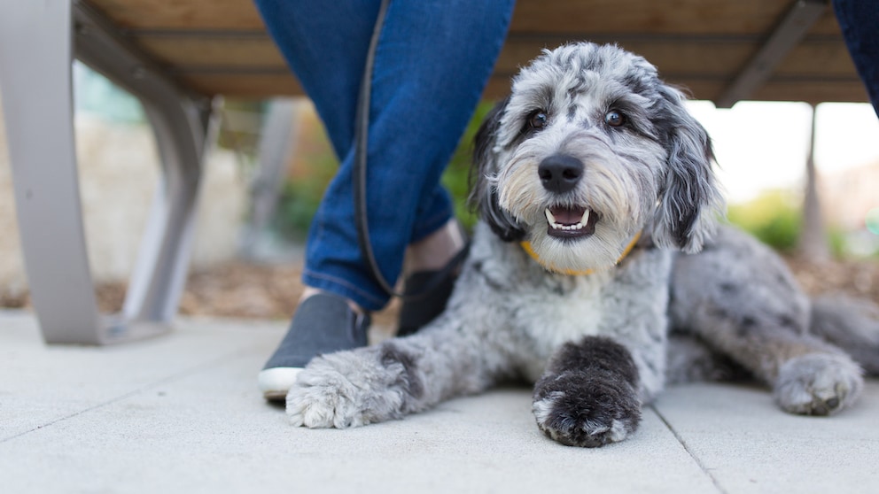 Ein Aussiedoodle Designer Dog liegt unter einer Bank