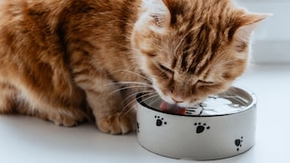 Katze trinkt aus einem Wassernapf