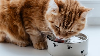 Katze trinkt aus einem Wassernapf