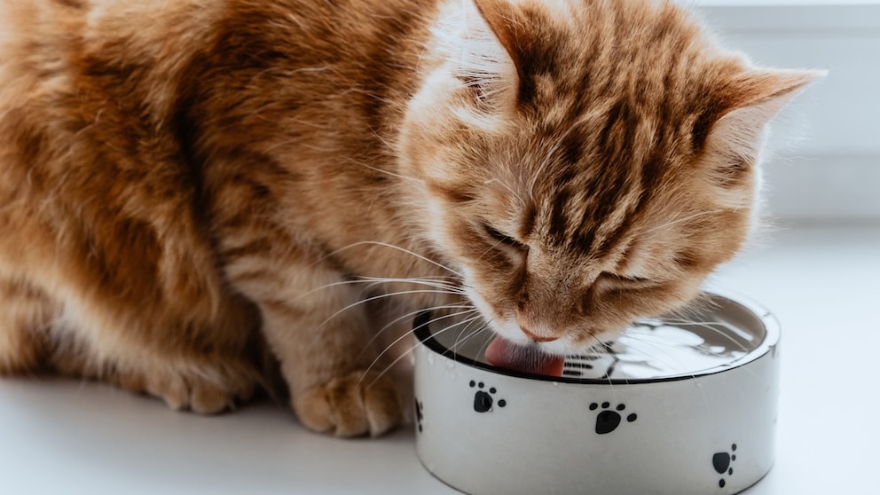 Katze trinkt aus einem Wassernapf