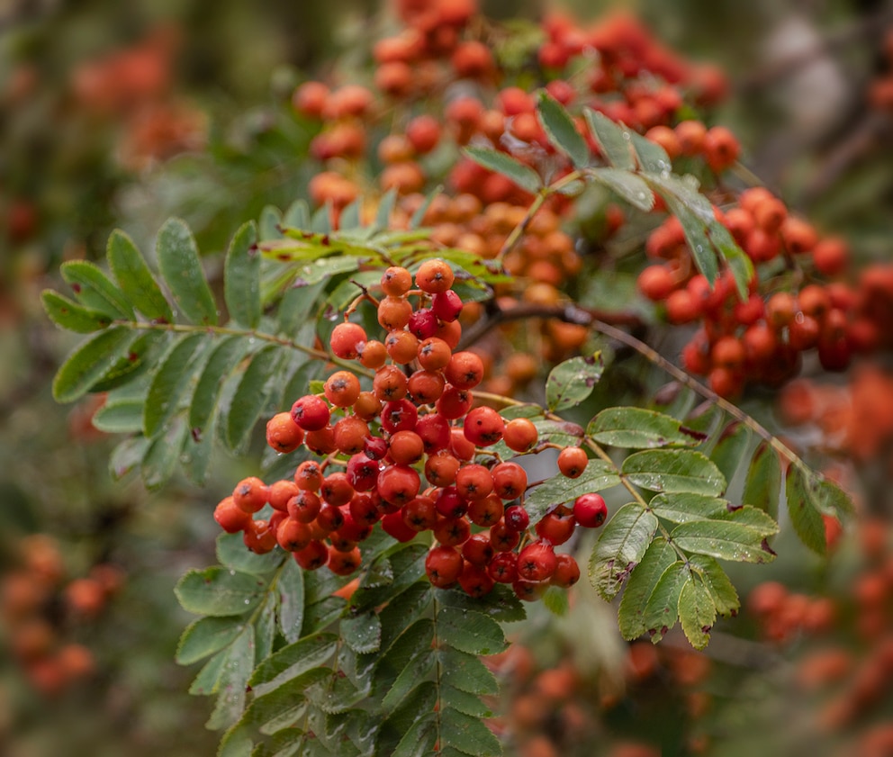 Beeren der Eberesche