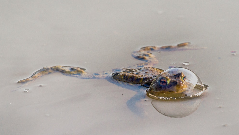 Fotograf Eberhard Ehmke traf in Bergwinkel auf einen ganz besonderen Frosch