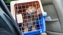 Katze in Transportbox im Auto