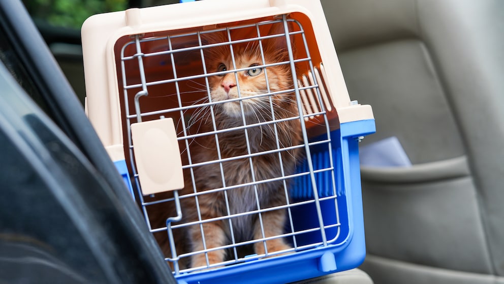 Katze in Transportbox im Auto