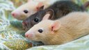 Drei Farbratten liegen aneinandergekuschelt auf einem Tuch