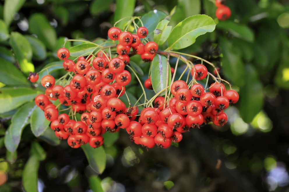 Beeren des Feuerdorns