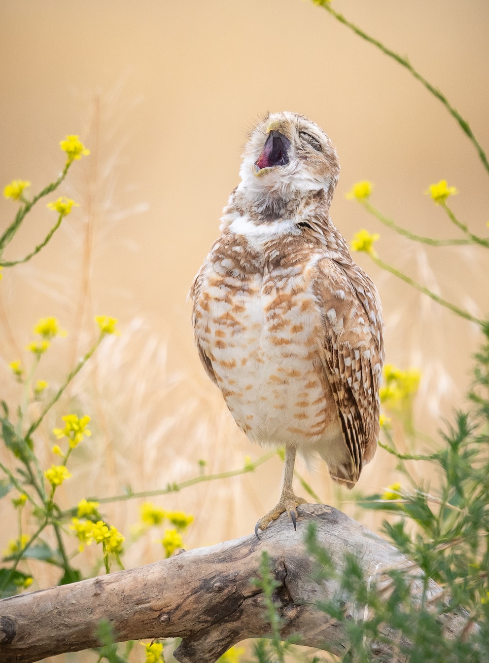 Während dieser Vogel für viele einfach nur müde aussieht, so fühlt sich der Fotograf an den jungen Pavarotti erinnert. 