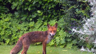 Fuchs läuft durch einen Garten