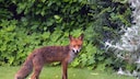 Fuchs läuft durch einen Garten