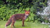 Fuchs läuft durch einen Garten