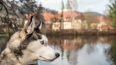 Husky im Profil mit Stadt im Hintergrund