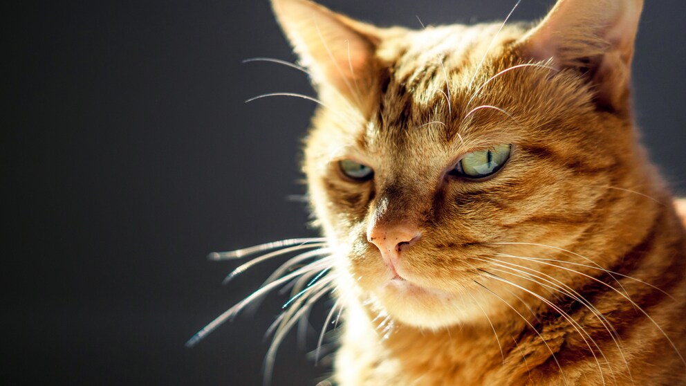 Eine orangefarbene Katze schaut mürrisch in die Kamera