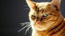 Eine orangefarbene Katze schaut mürrisch in die Kamera