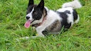 Der Karelische Bärenhund ist eine finnische Hunderasse, die ursprünglich in der Region Karelien, die zwischen Finnland und Russland liegt, gezüchtet wurde.