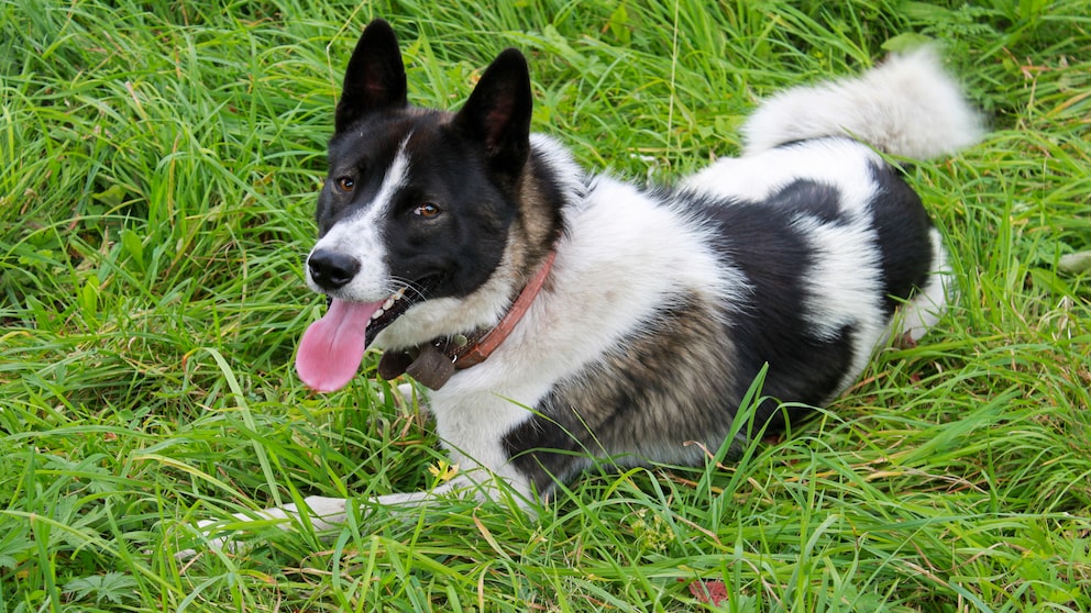 Der Karelische Bärenhund ist eine finnische Hunderasse, die ursprünglich in der Region Karelien, die zwischen Finnland und Russland liegt, gezüchtet wurde.